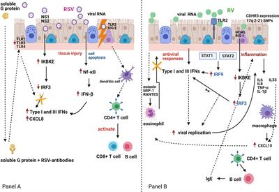 The Role of Interferons in Driving Susceptibility to Asthma Following Bronchiolitis: Controversies and Research Gaps